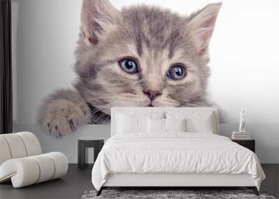 kitten holding billboard Wall mural