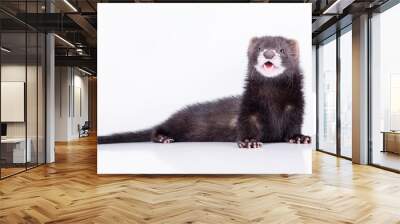 small rodent ferret Wall mural