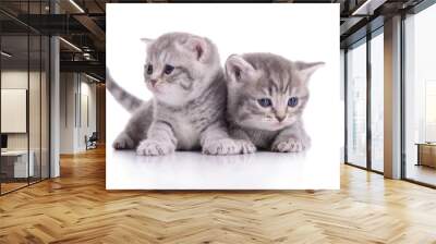 small Scottish kittens Wall mural