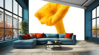 One mushroom chanterelle closeup on a white. Isolated. Wall mural