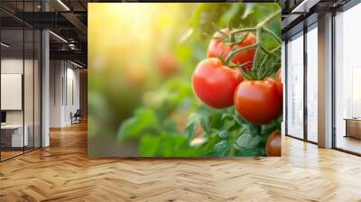 Fresh, ripe tomatoes hanging on a vine, illuminated by warm sunlight in a lush garden setting, showcasing the beauty of nature and healthy growth Wall mural