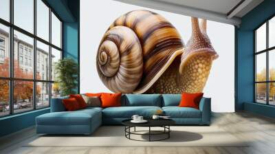 Detailed closeup of a snail, isolated on a white background Wall mural