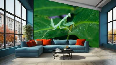 praying mantis on green leaf Wall mural