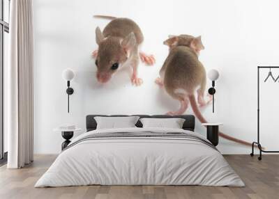 young Shrew Mouse rod in Studio Wall mural