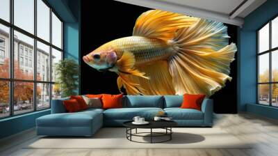 Gold Siamese fighting fish in motion, isolated on black background Wall mural