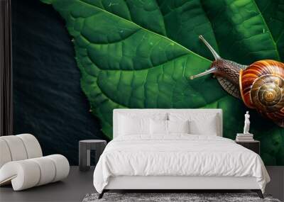 snail is sitting on a green leaf with a black background Wall mural