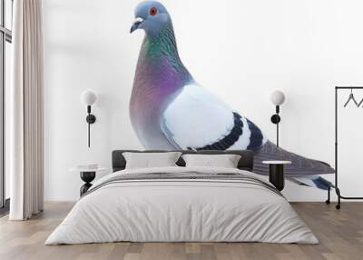 A single pigeon with a unique pattern of white, gray, and black feathers standing on a white background. Wall mural