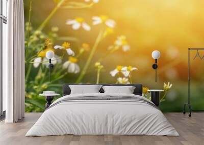 Blurred photo of Wild chamomile flowers on a field on a sunny day. Blurred background  Wall mural