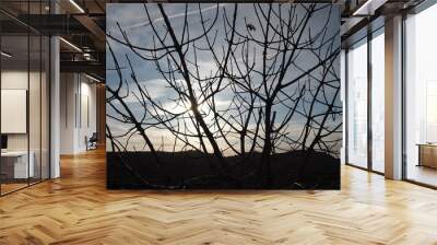 Silhouette of a dried tree in the desert with the sunrise in the background; landscape photography Wall mural