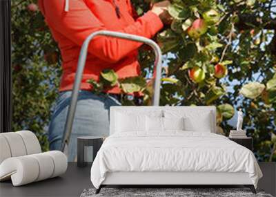 Woman picking apples Wall mural