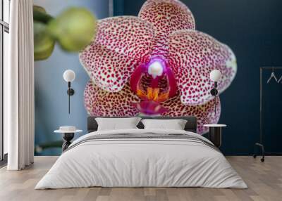 Beautiful Pink Orchid Wall mural