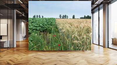 Two different cultures, wheat and sunflowers, same hope for the Wall mural