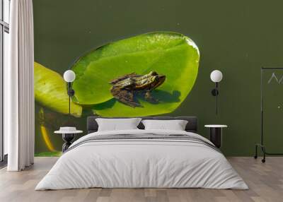 frog on the leaf Wall mural