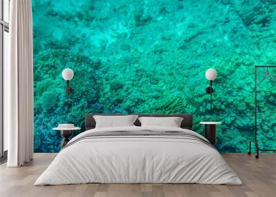 Life on the seabed of the Red Sea at depth. Turquoise clean aqua background. View of coral reefs and algae through transparent water Wall mural