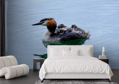 duck in the water Wall mural