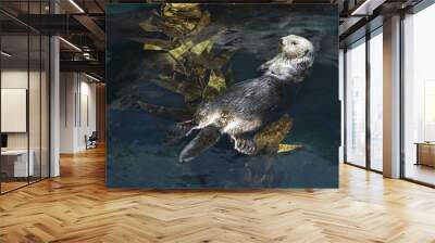 Otter swimming in aquarium in Lisbon, Spain. Wall mural