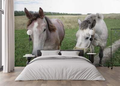 two horses on a meadow Wall mural