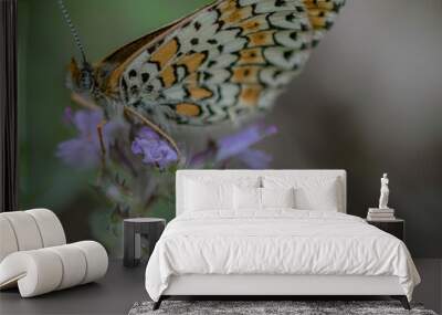 butterfly on flower Wall mural