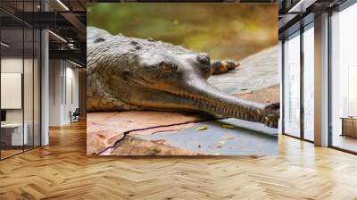 Male Gharial  Crocodile crawling at Arignar Anna Zoo in Chennai, India Wall mural