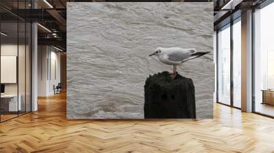 Close up shot of European herring gull sitting around a lake Wall mural