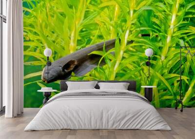 Black ghost knifefish Wall mural