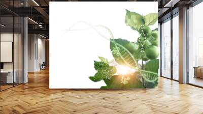 Plant and environment research, DNA, Gene therapy, Biology laboratory nature and science, Plants with biochemistry structure on white background. Wall mural