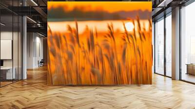 A field of dry reeds grass with a beautiful sunset in the background Wall mural