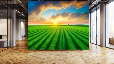 A view of green agriculture fields with a colorful sunset in the background Wall mural