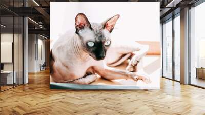 Canadian bald cat purebred sphynx, wrinkled pet without fur. Wall mural