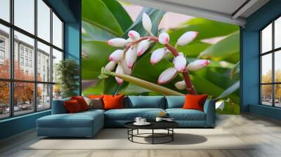 Alpinia is a genus of flowering plants in the ginger family Wall mural