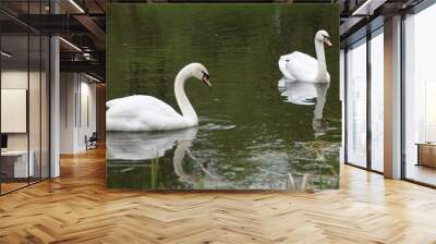 two swans on the lake Wall mural