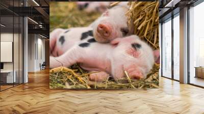 Oxford Sandy and Black piglets sleeping together. Four day old domestic pigs outdoors, with black spots on pink skin  Wall mural