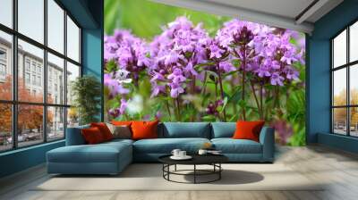 Wild thyme (Thymus serpyllum). A dense group of purple flowers of this aromatic herb in the family Lamiaceae
 Wall mural