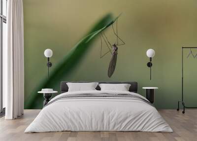 mosquito on green grass Wall mural