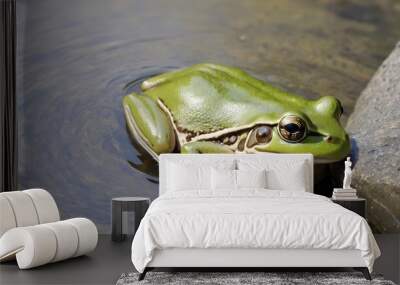 A green frog sticking its head out of the water by a rock at Algonquin Park Wall mural