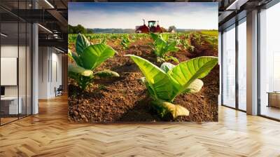 A close up of a newly planted field of tobacco with a tractor in the distance Wall mural