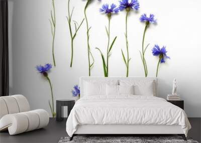 Blue flowers cornflowers pattern isolated on white background top view, flat lay. poster Wall mural