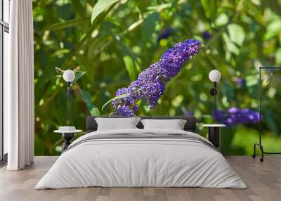 Summer lilac Empire Blue - Latin name - Buddleja davidii Empire Blue. Wall mural