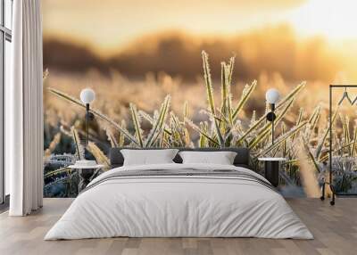 frost on the grass ice crystals on meadow grass close up nature background grass with morning frost in the meadow frozen grass on meadow at sunrise light winter frosty backgrou Wall mural