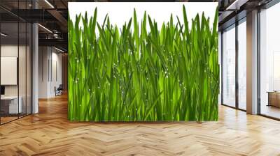 Green grass with dew isolated on white background Wall mural