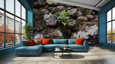 green moss on stone Wall mural