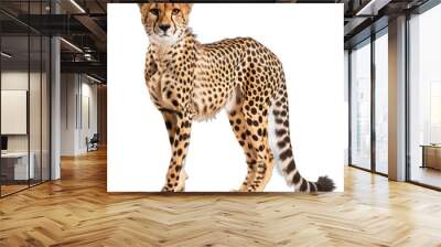 A cheetah stands on a white background Wall mural