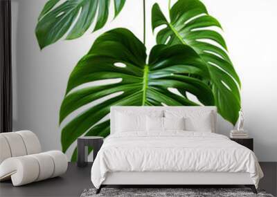 tropical leaves hanging monsterra plant isolated on transparent background Wall mural