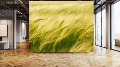 A picturesque field texture dominated by the lush sway of golden barley. Wall mural