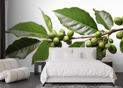 Coffee tree twigs with green coffee berries Wall mural