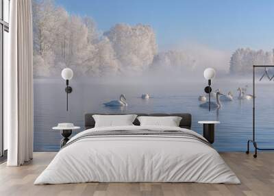 swans lake mist azure wintering Wall mural