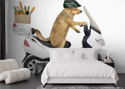 The beige dog in a helmet is riding a white motorbike. He delivers a box of groceries. White background. Isolated. Wall mural