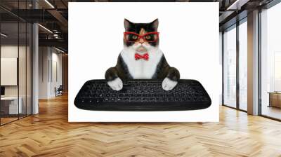 The multi colored cat businessman hands typing on a black keyboard of a computer. White background. Isolated. Wall mural