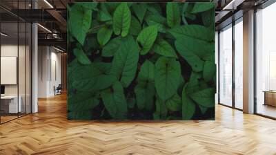 Foliage green wallpaper or background, concept of ecosystem, tropical plant and leaves, greenery textured, rainforest patterned, meditation, calm and relax banner presentation. environmental Earth day Wall mural