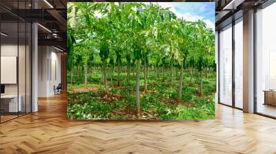 papaya tree in agricultural plantation
 Wall mural